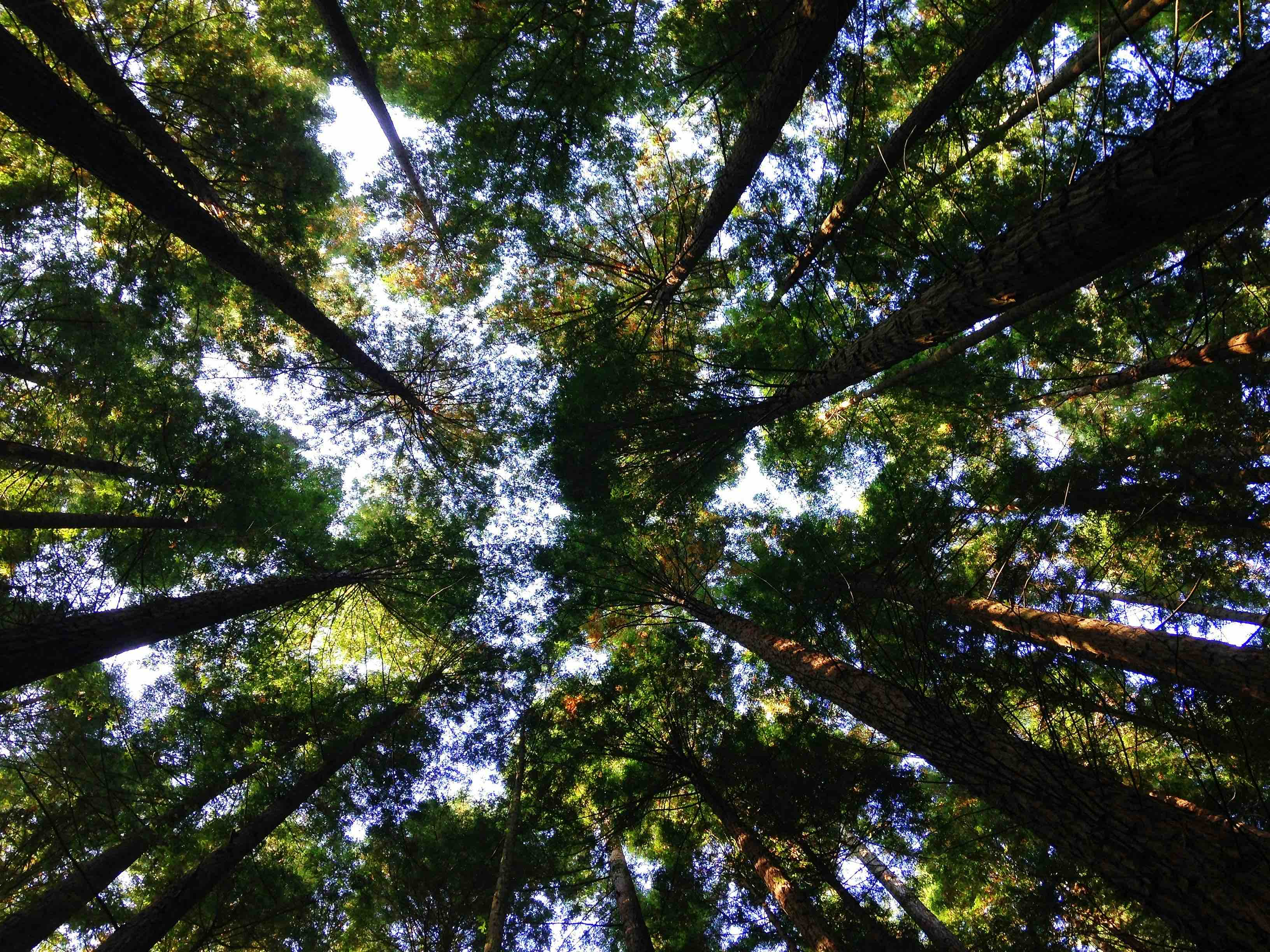 Looking upward through tall forest trees with green leafy canopies converging towards a bright sky